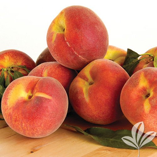 RUSTON RED PEACH 4-6 FT TREE PLANT SWEET JUICY PEACHES FRUIT TREES PLANTS