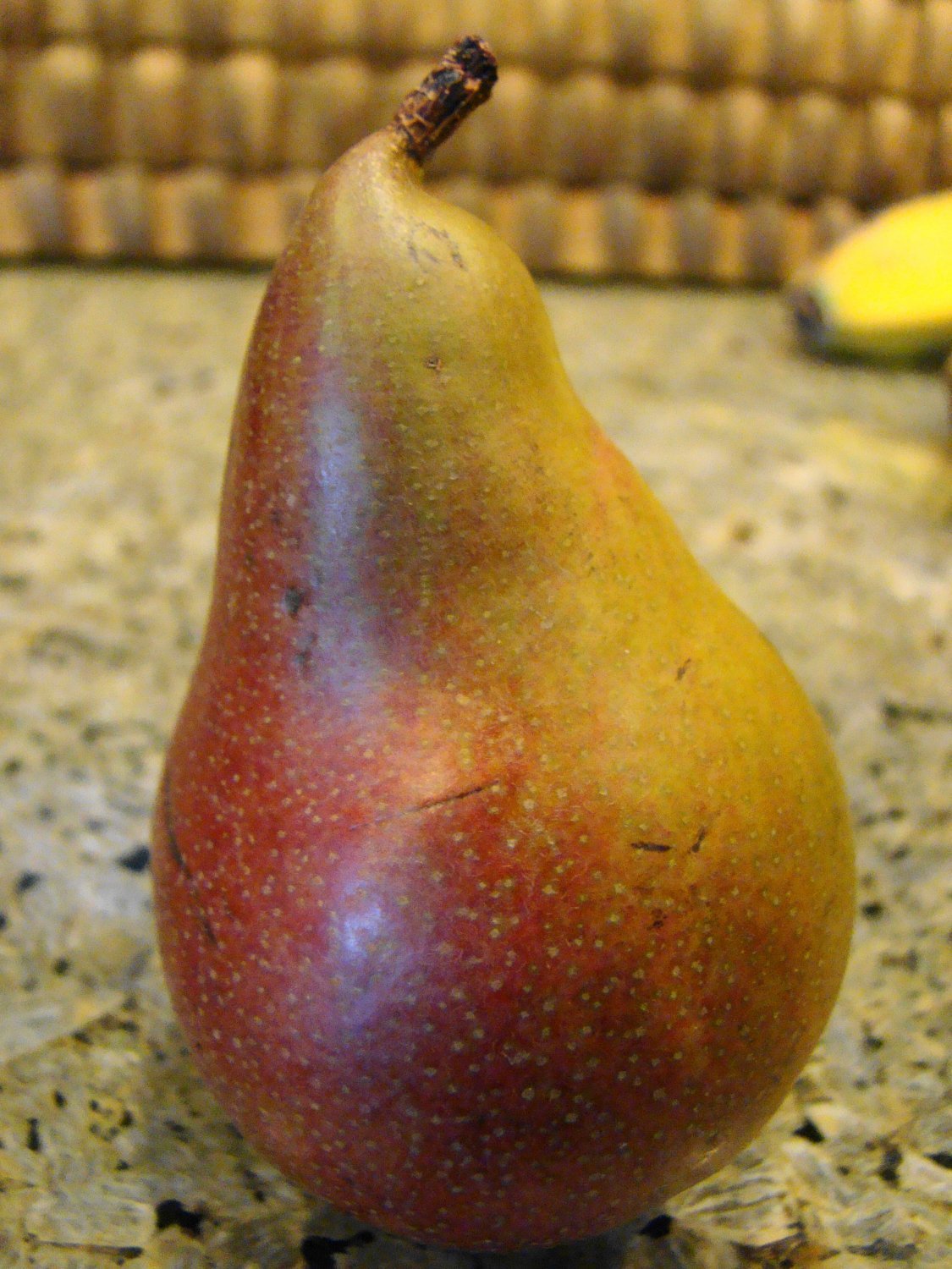 4'-6' SUGAR PEAR (SECKEL) Dwarf Tree New Plant Healthy Fruit Trees Pears Plants