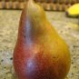 4'-6' SUGAR PEAR (SECKEL) Dwarf Tree New Plant Healthy Fruit Trees Pears Plants