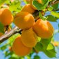 TILTON APRICOT 4-6 FT TREE Plants Fruit Trees Plant Juicy Sweet Apricot NOW