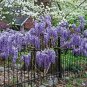 Exotic Chinese Wisteria Vine Wisteria sinensis Blooming Vine 10 SEEDS
