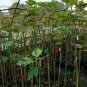 Texas Everbearing Fig 4-6 Ft. Tree Healthy Garden Plants Plant Figs Trees Fruit