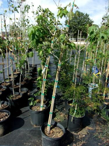 Native Red Maple 4'-6' Trees Plants Shade Tree Red to Yellow Fall Color Leaves