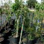 Native Red Maple 4'-6' Trees Plants Shade Tree Red to Yellow Fall Color Leaves
