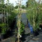 Golden Raintree 4'-6' Trees Plants Yellow Flowers Ornamental Flowering Tree
