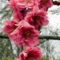 Crimson Cascade Weeping Flowering Peach Blossom Tree 4'-6' Trees Plants Flowers