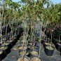 JEFFERSON PEACH 4-6 F TREE PLANT SWEET JUICY PEACHES LIVE FRUIT TREES PLANTS