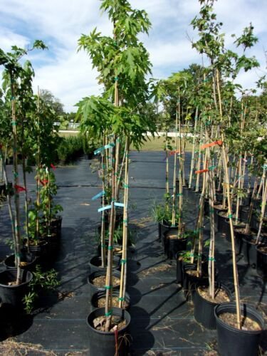 Fairview Flame Maple 4'-6' Trees Very Fast Growing Shade Tree Fall Color Plan