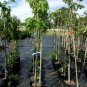 Fairview Flame Maple 4'-6' Trees Very Fast Growing Shade Tree Fall Color Plan