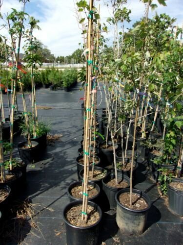 October Glory Red Maple 4'-6' Trees Very Fast Growing Shade Tree Fall Color Plan