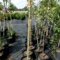 October Glory Red Maple 4'-6' Trees Very Fast Growing Shade Tree Fall Color Plan