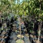 AUGUST LADY PEACH 4-6 FEET TREE PLANT SWEET JUICY PEACHES FRUIT TREES PLANTS