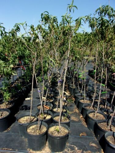 SCARLET PRINCE PEACH 4-6 FT TREE PLANT SWEET JUICY PEACHES FRUIT TREES PLANTS