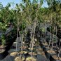 SCARLET PRINCE PEACH 4-6 FT TREE PLANT SWEET JUICY PEACHES FRUIT TREES PLANTS