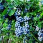 AUSTIN BLUEBERRY 4-6 FT Plant Sweet Juicy Blueberries Plants Amino Acids Berry