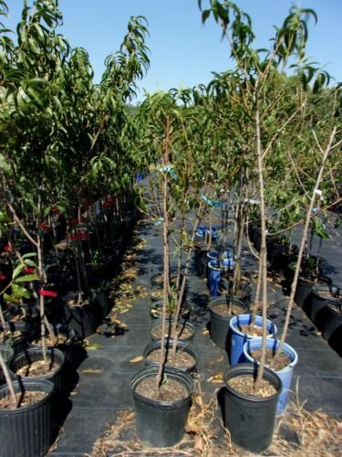DERBY PEACH 4-6 FT TREE PLANT SWEET JUICY PEACHES FRUIT TREES PLANTS ORCHARD