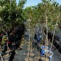 DERBY PEACH 4-6 FT TREE PLANT SWEET JUICY PEACHES FRUIT TREES PLANTS ORCHARD