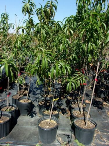 CARO RED PEACH 4-6 FT TREE PLANT SWEET JUICY PEACHES FRUIT TREES PLANTS