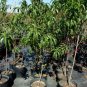 CARO RED PEACH 4-6 FT TREE PLANT SWEET JUICY PEACHES FRUIT TREES PLANTS