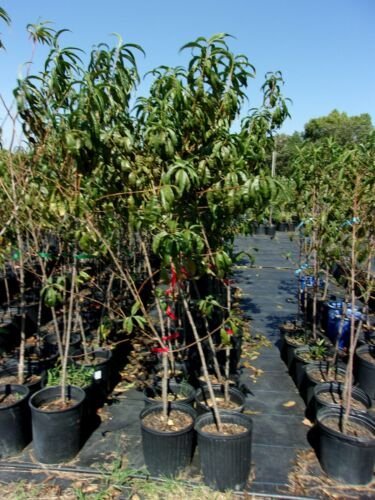 RUBY PRINCE PEACH 4-6 FT TREE PLANT SWEET JUICY PEACHES FRUIT TREES PLANTS
