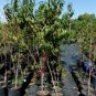 RUBY PRINCE PEACH 4-6 FT TREE PLANT SWEET JUICY PEACHES FRUIT TREES PLANTS