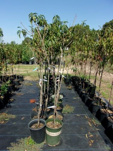 J.H. HALE PEACH 4-6 FT TREE PLANT SWEET JUICY PEACHES FRUIT TREES PLANTS NOW