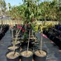 BIG RED PEACH 4-6 FT TREE PLANT SWEET JUICY PEACHES FRUIT TREES PLANTS NOW