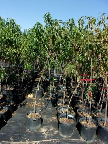 JUNE PRINCE PEACH 4-6 FT TREE PLANT SWEET JUICY PEACHES FRUIT TREES PLANTS NOW