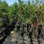 JUNE PRINCE PEACH 4-6 FT TREE PLANT SWEET JUICY PEACHES FRUIT TREES PLANTS NOW