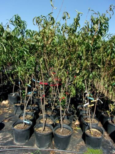 BLAZE PRINCE PEACH 4-6 FT TREE PLANT SWEET JUICY PEACHES FRUIT TREES PLANTS NOW