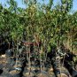 BLAZE PRINCE PEACH 4-6 FT TREE PLANT SWEET JUICY PEACHES FRUIT TREES PLANTS NOW