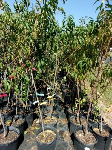 NECTAR PEACH 4-6 FT TREE PLANT SWEET JUICY PEACHES FRUIT TREES PLANTS NOW