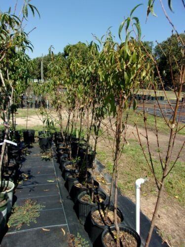 JULY PRINCE PEACH 4-6 FT TREE PLANT SWEET JUICY PEACHES FRUIT TREES PLANTS NOW