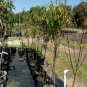 JULY PRINCE PEACH 4-6 FT TREE PLANT SWEET JUICY PEACHES FRUIT TREES PLANTS NOW