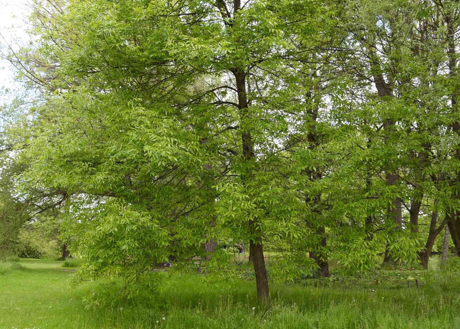 Green Ash Tree Fast Growing Live Shade Trees New Easy Hardy Healthy Landscaping