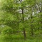 Green Ash Tree Fast Growing Live Shade Trees New Easy Hardy Healthy Landscaping