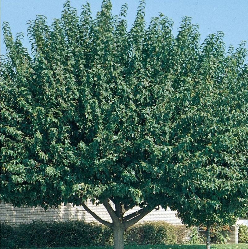 FRUITLESS MULBERRY 4-6 FT Tree live Healthy Plants easy grow plant trees Berry