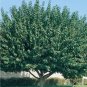 FRUITLESS MULBERRY 4-6 FT Tree live Healthy Plants easy grow plant trees Berry