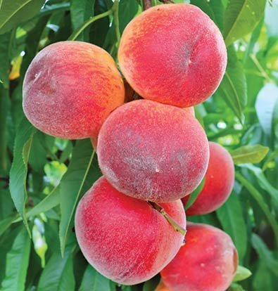4'-6' SAM HOUSTON PEACH Tree Live Healthy Trees Fruit Garden Plant Home Peaches