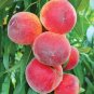 4'-6' SAM HOUSTON PEACH Tree Live Healthy Trees Fruit Garden Plant Home Peaches