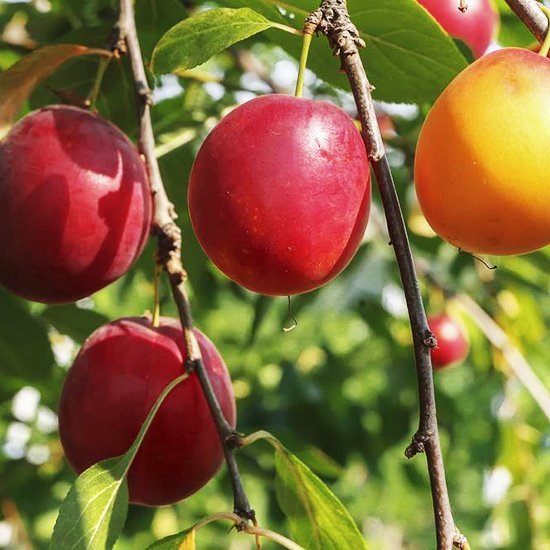 4'-6' ALLRED PLUM Fruit Tree Plant Healthy Trees Sweet Plums Home Garden Plants