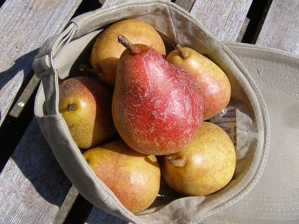 MOONGLOW PEAR 4-6 FT Tree Fruit Trees Plants Plant Sweet Juicy Delicious Pears