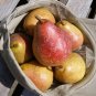 MOONGLOW PEAR 4-6 FT Tree Fruit Trees Plants Plant Sweet Juicy Delicious Pears