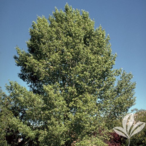Cottonless Cottonwood Tree Fast Growing Live Shade Trees New Easy Hardy Healthy