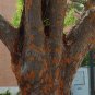 Chinese/Lacebark Elm Tree Fast Growing Live Shade Trees Hardy Healthy Landscape