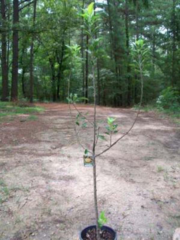 LODI APPLE 4-6 FT TREE PLANT SWEET JUICY APPLES FRUIT TREES PLANTS