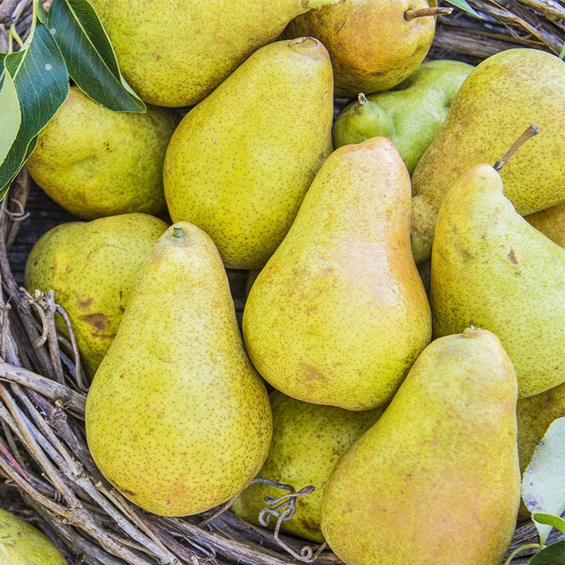 WARREN PEAR 4-6 FT TREE PLANT SWEET JUICY PEARS FRUIT TREES PLANTS