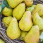 WARREN PEAR 4-6 FT TREE PLANT SWEET JUICY PEARS FRUIT TREES PLANTS