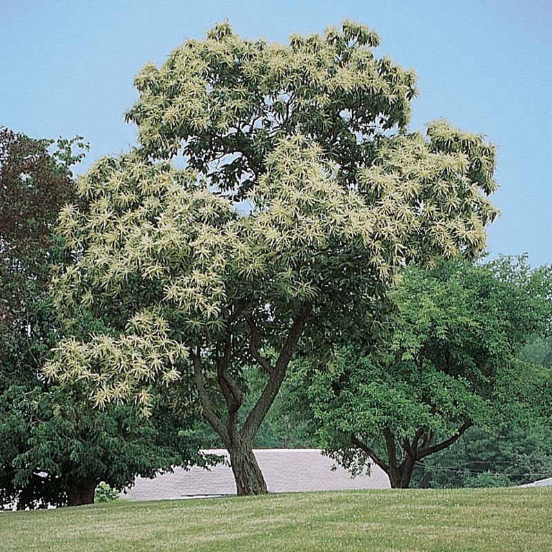 Chinese Chestnut Tree Live Home Landscape Plants Nut Hard Wood Shade Trees Nuts