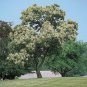 Chinese Chestnut Tree Live Home Landscape Plants Nut Hard Wood Shade Trees Nuts